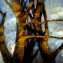 Artwork title: Trees (private collection). Artist: Vladimir Sherbakov