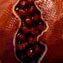 Artwork title: Pomegranates (private collection). Author: . .