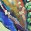 Artwork title: Peacock (private collection). Author: Aybek Rozakov
