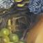 Artwork title: Still life (private collection). Artist: Martin Voskanyan