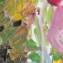 Artwork title: Tulips close up own buds. Artist: Nikolay Gazeev