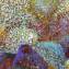 Artwork title: Forest (private collection). Author: Vladimir  Ignashev