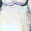 Artwork title: Milkmaid(private collection). Artist: Alexander Antadze