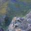 Artwork title: On the pasture (private collection). Author: Kourmangazi Akashev