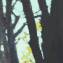 Artwork title: Glimpses of spring (private collection). Artist: Anara Abzhanova