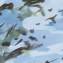 Artwork title: Windy. Author: Yriy Shneiderman