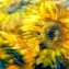 Artwork title: Sunflowers. Author: Liliya Pozdnyakova